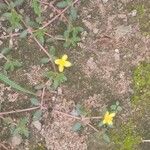 Portulaca quadrifidaFlower