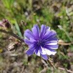 Cichorium endiviaFlower