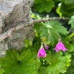 Primula matthioli Flower