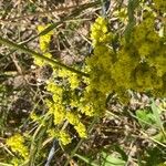 Galium × pomeranicum Kukka