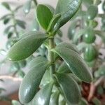 Crassula ovata অন্যান্য