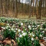 Leucojum vernum ശീലം