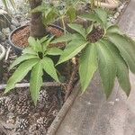 Sauromatum venosum Leaf