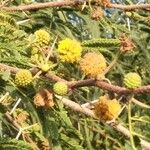 Acacia farnesiana फूल