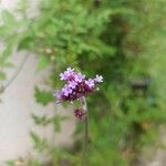 Verbena bonariensisFlower