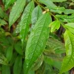 Eurya acuminata List