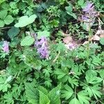 Corydalis intermedia Листок