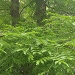 Gleditsia sinensis Blad