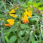 Melampyrum nemorosum 花