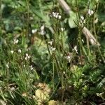 Cardamine parviflora Habit