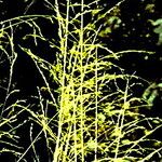 Eragrostis curvula 花