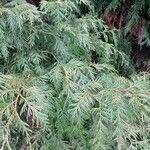 Thuja plicata 葉