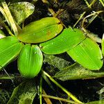 Potamogeton natans Blatt