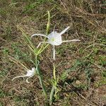 Hymenocallis occidentalis Hábito