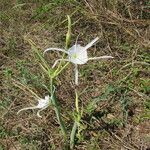 Hymenocallis occidentalis 形態