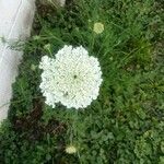 Visnaga daucoides Flower