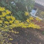 Hamamelis mollisFlower