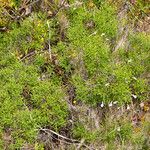 Stachys glutinosa Habitat