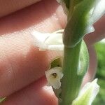 Spiranthes vernalis Kukka