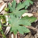 Modiola caroliniana Leaf