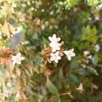 Abelia x grandiflora Flor