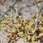 Radiola linoides Vivejo