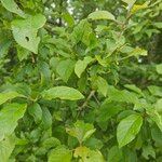 Prunus brigantina Blatt