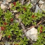 Salix serpillifolia Elinympäristö