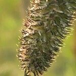 Phleum pratense Blomma