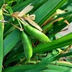 Iris pseudacorus ഫലം