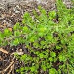 Baccharis pilularis Leaf