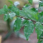 Coffea kapakata Leaf