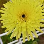 Crepis albida Blüte