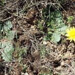 Taraxacum obovatum Hàbitat