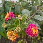 Lantana aculeata Flors