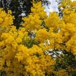 Acacia podalyriifolia Flor