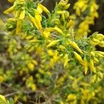 Genista anglica Beste bat