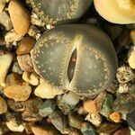 Lithops spp. 整株植物