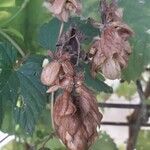 Humulus lupulus Плод