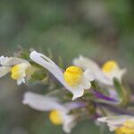 Linaria triphylla Fiore