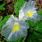 Costus afer Λουλούδι