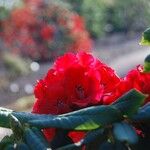 Rhododendron barbatum Flor