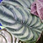 Alocasia cuprea List