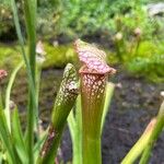 Sarracenia leucophylla Hoja