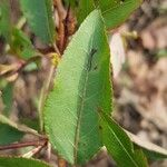 Pyrus pashia Leaf