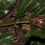 Lasianthus kilimandscharicus