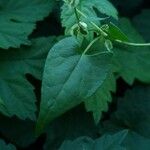 Fallopia dumetorum Hoja