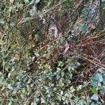 Cotoneaster simonsii ശീലം