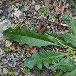 Leontodon tuberosus Leaf