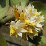 Calyptrochilum emarginatum Λουλούδι